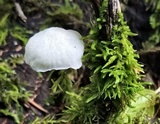 Hemimycena candida image