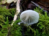 Hemimycena candida image