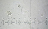Clitopilus hobsonii image
