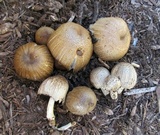 Coprinopsis romagnesiana image