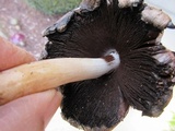 Coprinopsis romagnesiana image