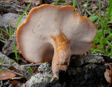 Polyporus tuberaster image