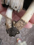 Coprinopsis romagnesiana image