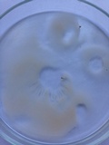 Lepista panaeola image