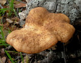 Polyporus tuberaster image