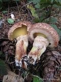 Suillus lakei image