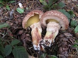 Suillus lakei image