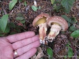 Suillus lakei image