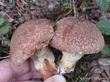 Suillus lakei image