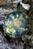 Leccinellum quercophilum image