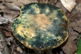 Leccinellum quercophilum image