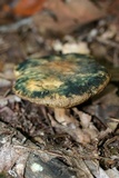 Leccinellum quercophilum image
