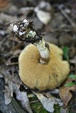 Leccinellum quercophilum image
