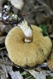 Leccinellum quercophilum image