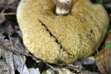 Leccinellum quercophilum image