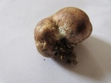 Scleroderma bovista image
