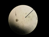 Pluteus granularis image