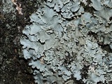 Parmotrema margaritatum image