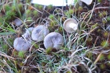 Cantharellula umbonata image