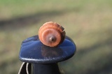 Cortinarius sect. Dermocybe image