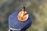 Cortinarius sect. Dermocybe image