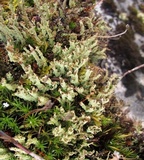 Cladonia crispata var. crispata image