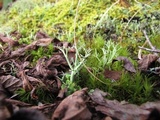 Cladonia furcata image
