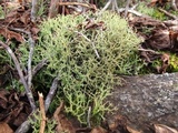 Cladonia furcata image
