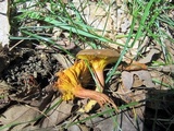 Phylloporus rhodoxanthus image