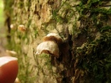 Hemimycena candida image