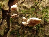 Hemimycena candida image