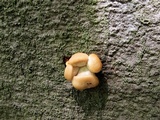 Pleurotus pulmonarius image