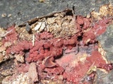 Arcyria denudata image