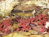 Arcyria denudata image