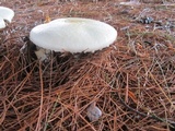 Agaricus arvensis image