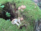 Armillaria gallica image