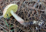 Boletus oliveisporus image