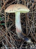 Boletus oliveisporus image
