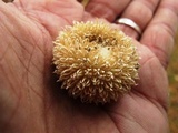 Lycoperdon pulcherrimum image