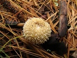Lycoperdon pulcherrimum image