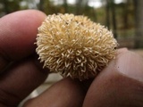 Lycoperdon pulcherrimum image