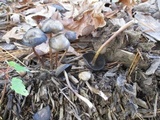 Panaeolus cinctulus image