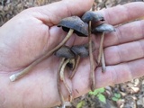 Panaeolus cinctulus image
