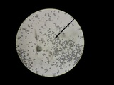 Panaeolus cinctulus image