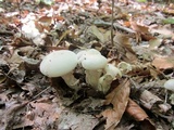 Clitocybe subconnexa image