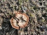 Coltricia cinnamomea image