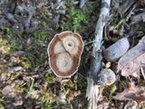Coltricia cinnamomea image