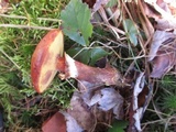 Suillus grevillei image