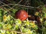 Suillus grevillei image