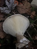 Ampulloclitocybe clavipes image
